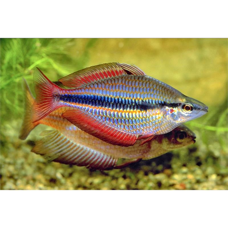 Melanotaenia trifasciata - imagine 5